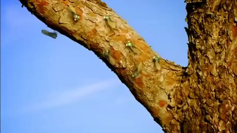 جیرجیرک برزیلی